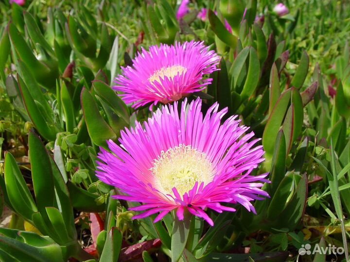 Карпобротус