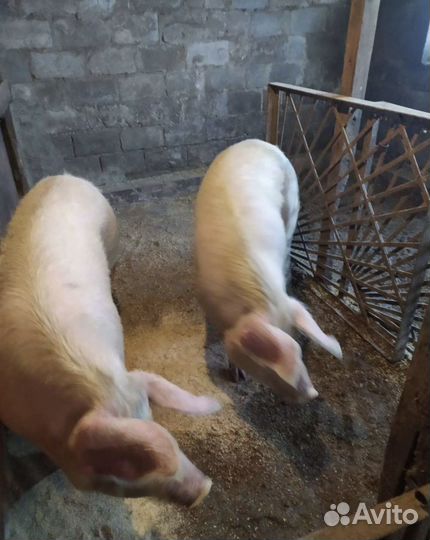 Свиньи порода ландрас. Хряк не кострированный