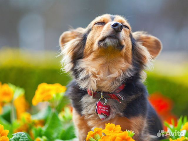 Зооняня (выгул собак)