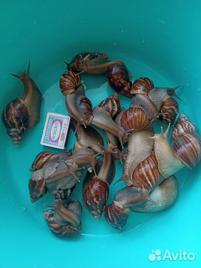 Улитки ахатины большие и маленькие бесплатно