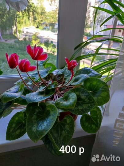 Цветы домашние в горшках