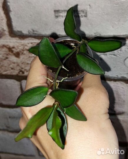 Укорененные хойи