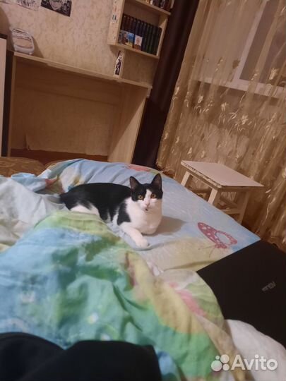 Кошка в добрые руки
