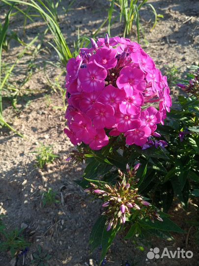 Флокс Лилейник Хризантема Лилия Хоста Гайлардия