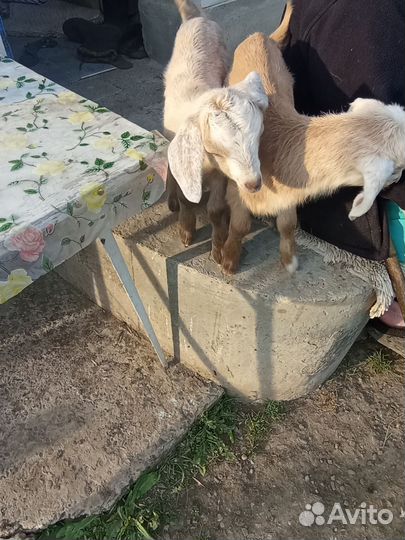 Козлята нубийские