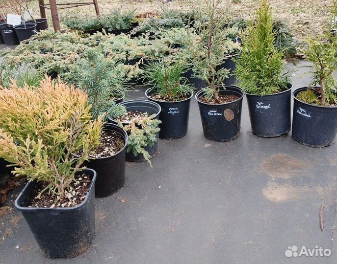 Саженцы хвойных растений