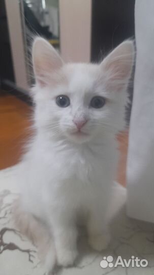 Кошка в дар