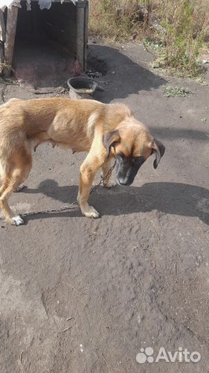 Собака в добрые руки