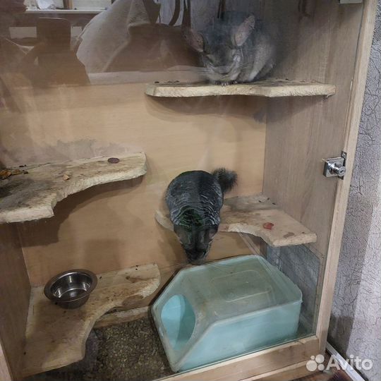 Шиншилы с клеткой