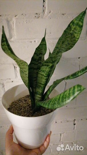 Комнатные цветы Сансевиерия щучий хвост