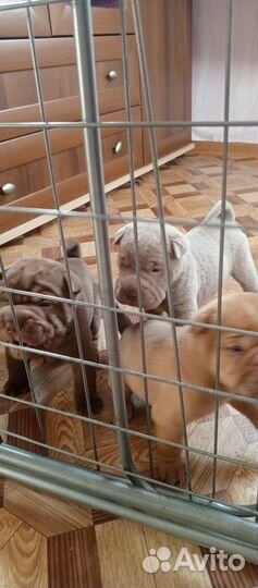 Щенки шарпей