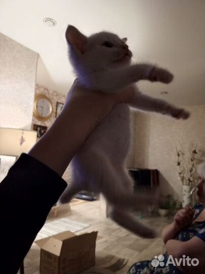 Котенок бесплатно
