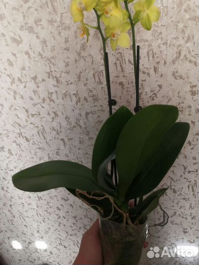 Орхидея фаленопсис