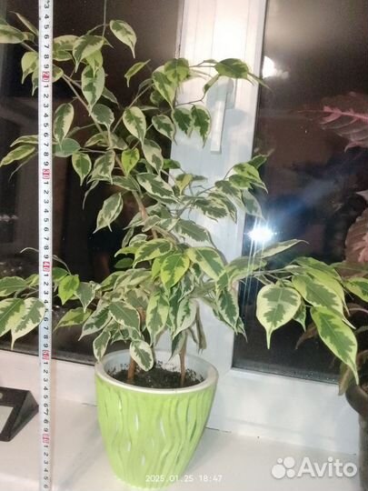Фикус бенджамина