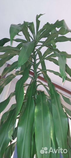 Пальма юкка