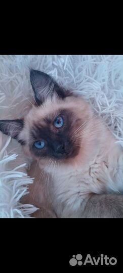 Потерялась кошка