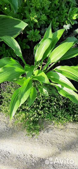 Хоста, бадан