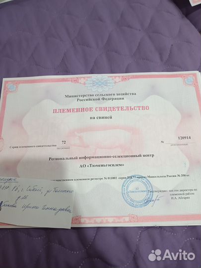 Семя хряка Пьетрен