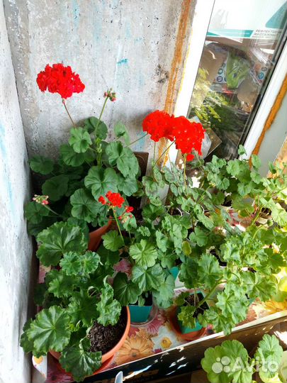 Сортовые герани. пеларгонии