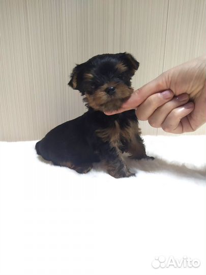 Йорк мальчик