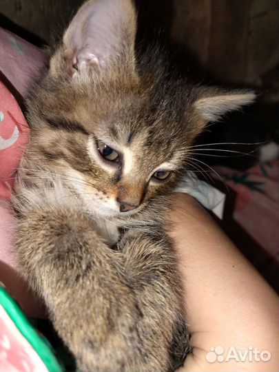 Отдам в добрые руки