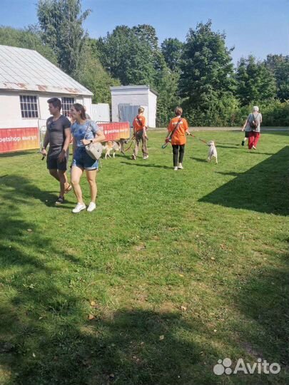 Выгульщик собак