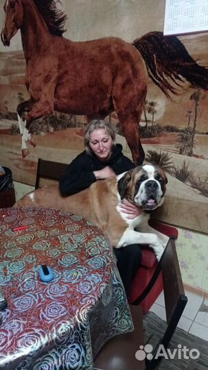 Сенбернар вязка