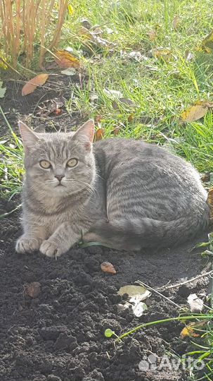 Кошки бесплатно