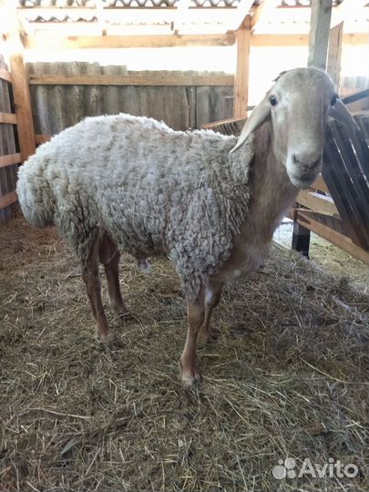 Баран гиссар