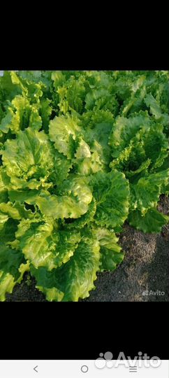 Кабачки свежие/Салат листовой