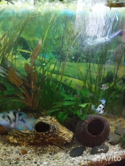 Аквариумные рыбки