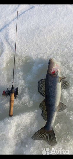Удочка ручной работы. Судак, окунь, щука