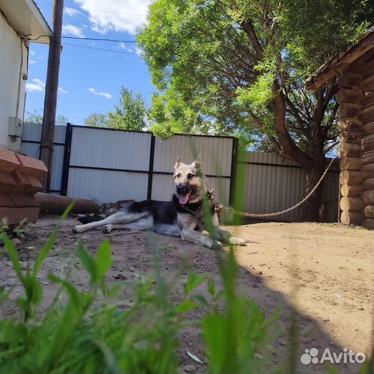 Ищет жениха