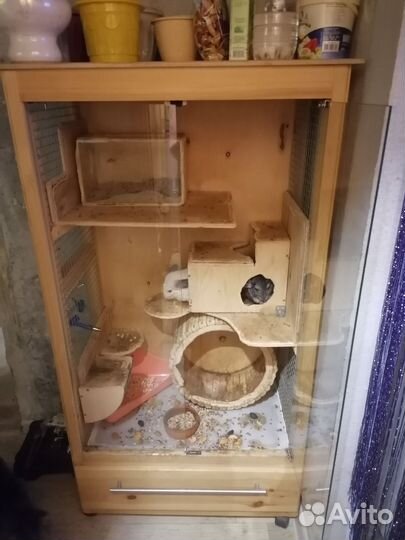 Шиншиллы с домом витриной