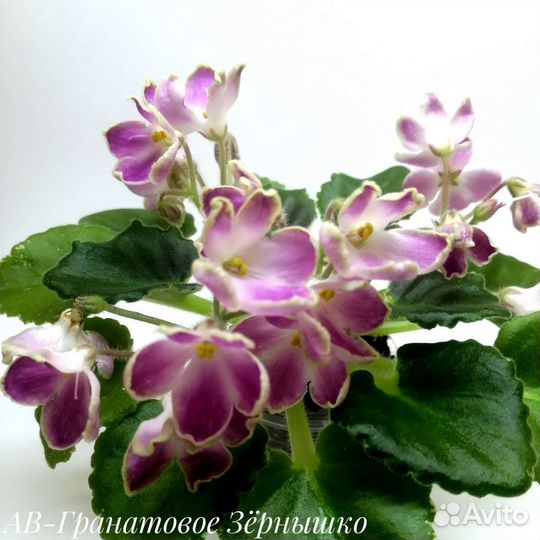 Детки сортовых фиалок