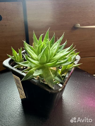 Хавортия Marumiana Batesiana