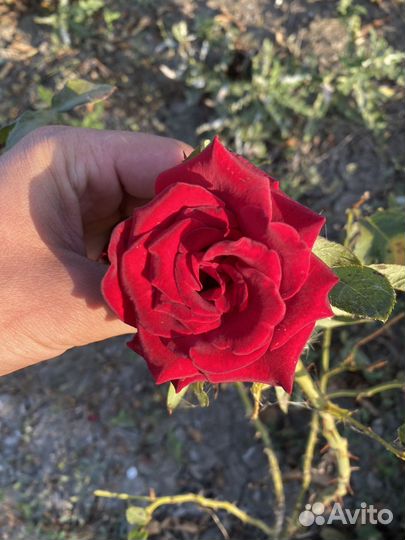 Саженцы роз