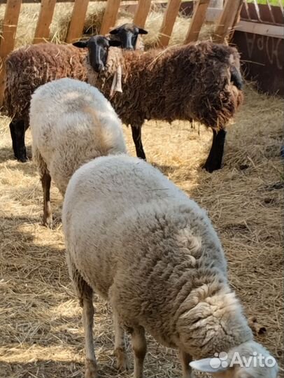 Овцы романовской породы