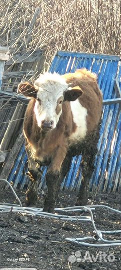 Корова телка