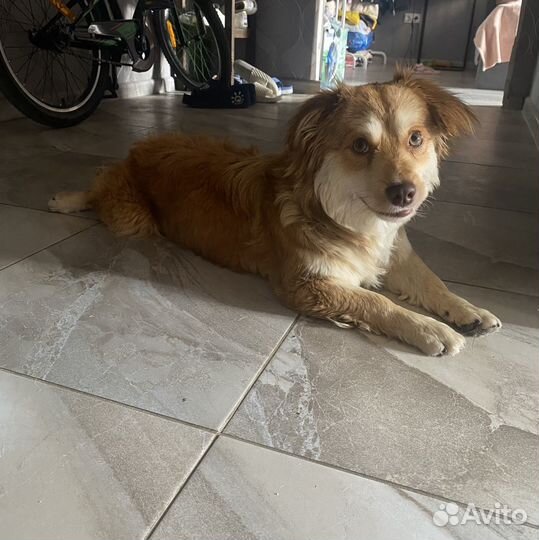 Собака Ищет дом