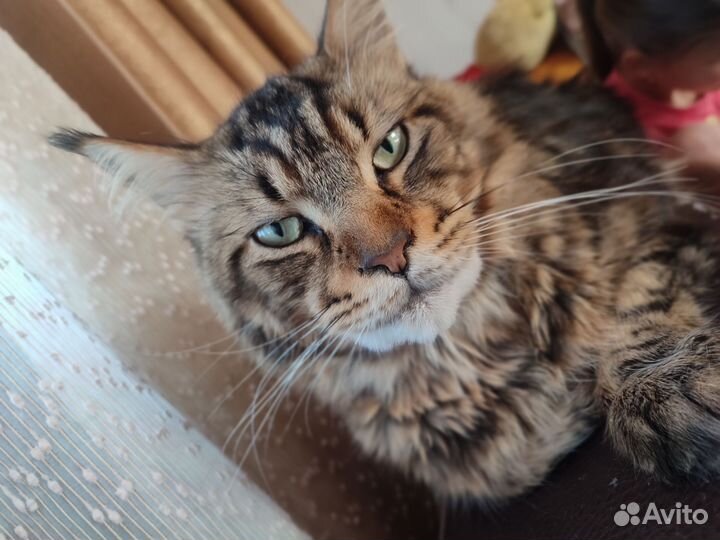 Котята мейн-кун