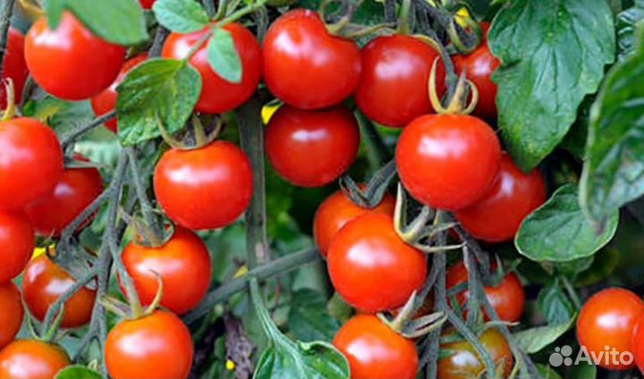 Рассада помидор чери