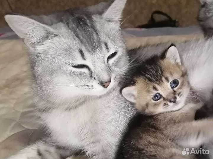 Абиссинские котята