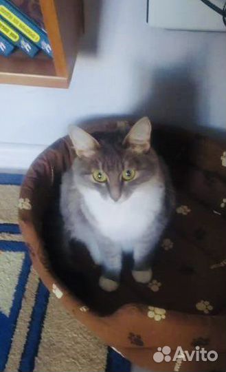 Счастье в дом