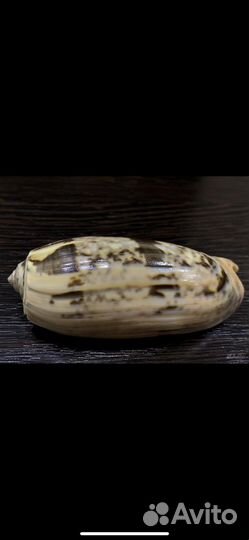 Морские ракушки раковины