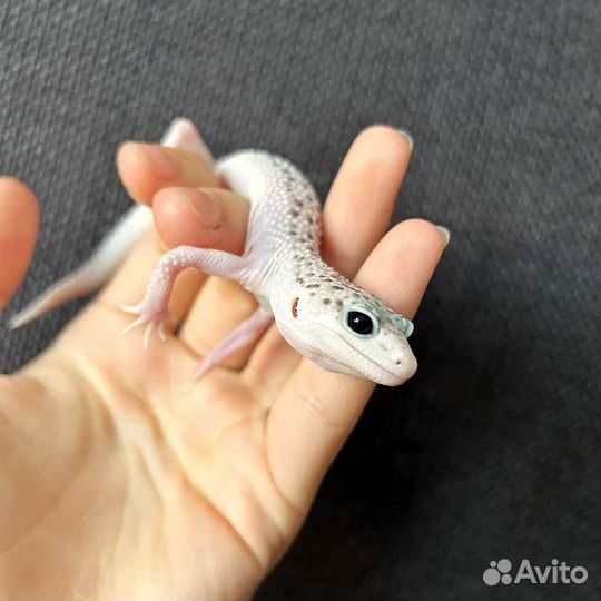 Эублефар самец