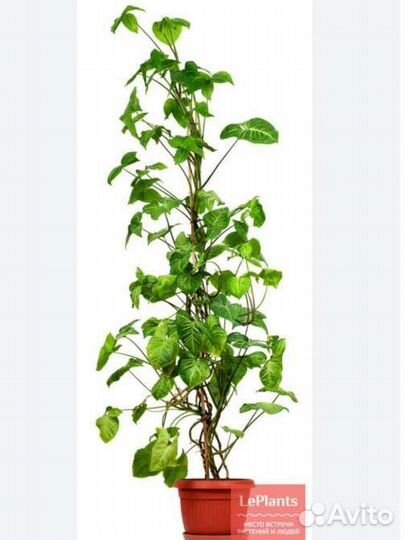 Сингониум Австралия, комнатные растения