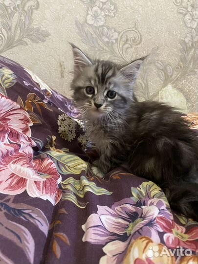 Котята мейн-кун