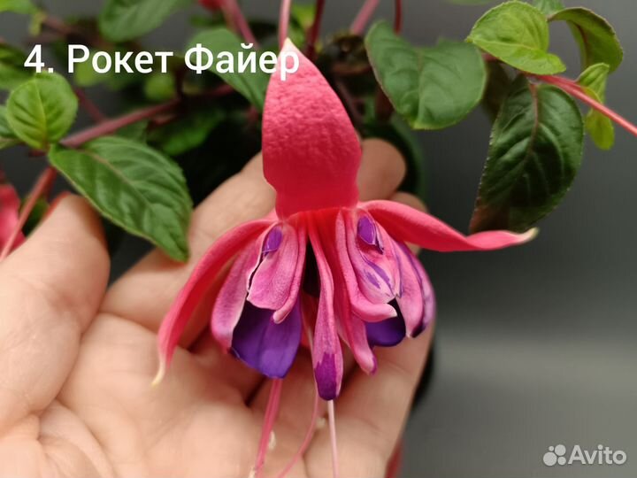 Фуксии сортовые
