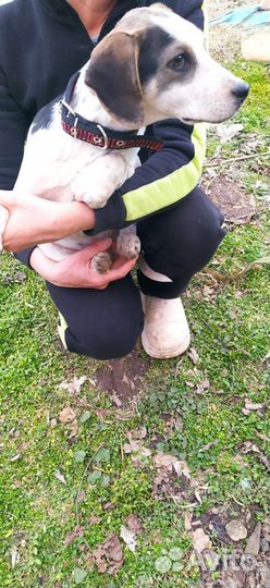 Девочка Герда в добрые руки